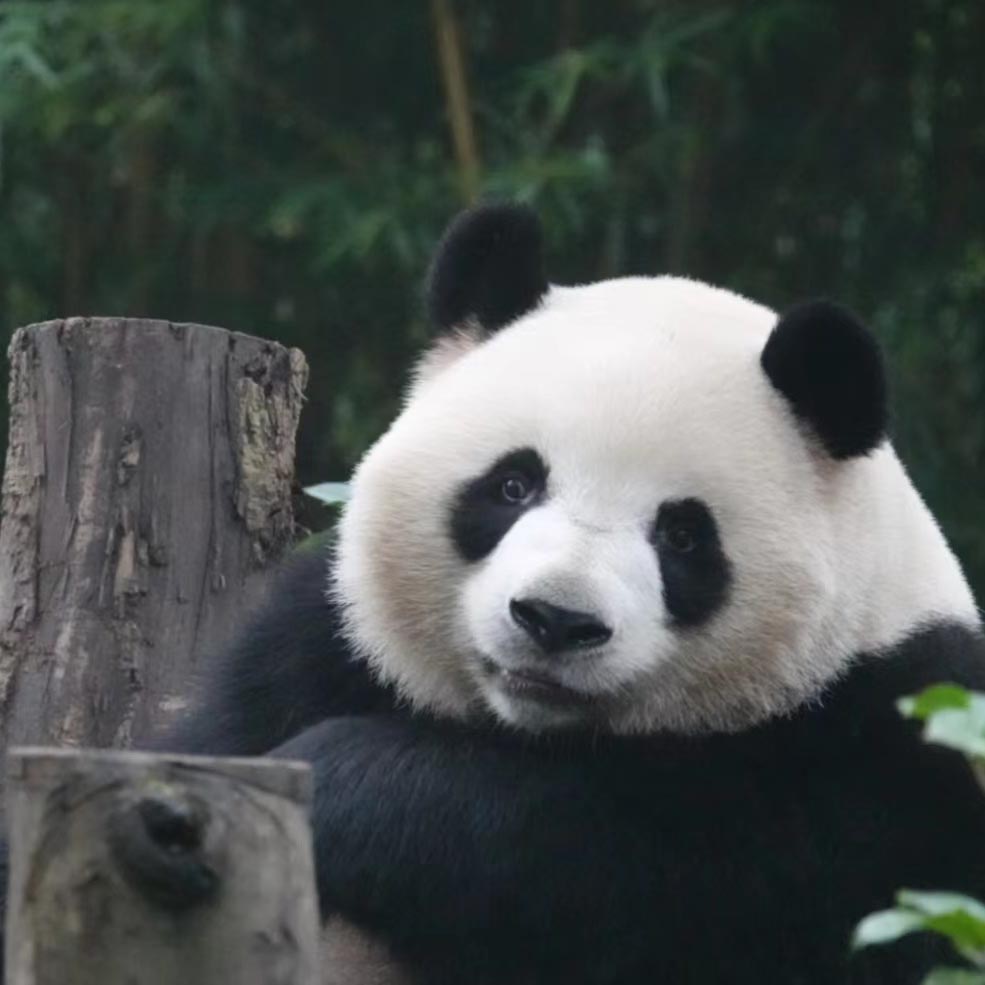 Giant Panda