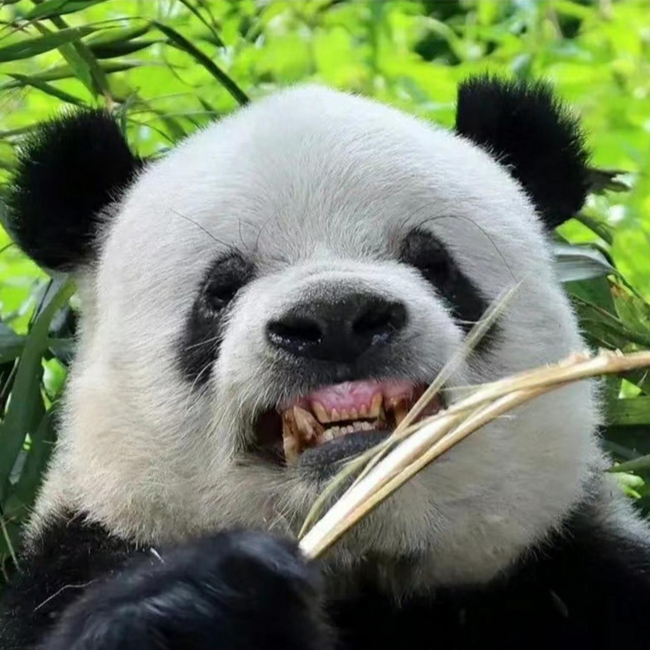 Giant Panda