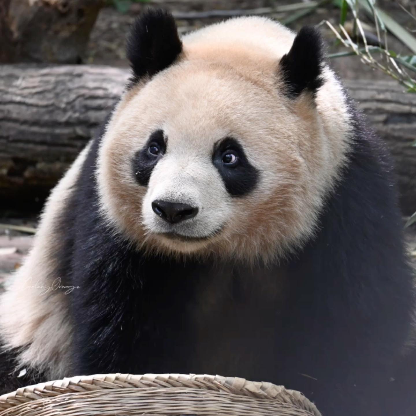 Giant Panda