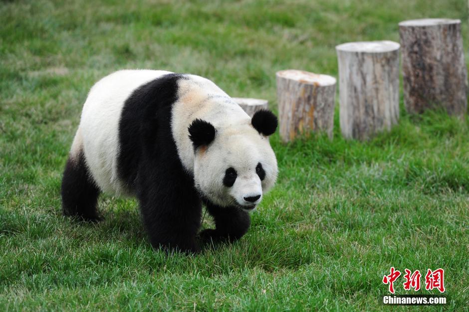 Giant Panda News