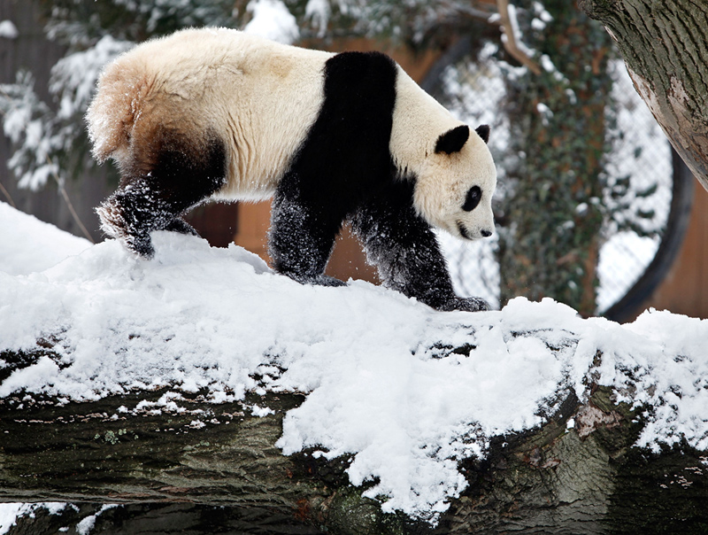 Giant Panda News