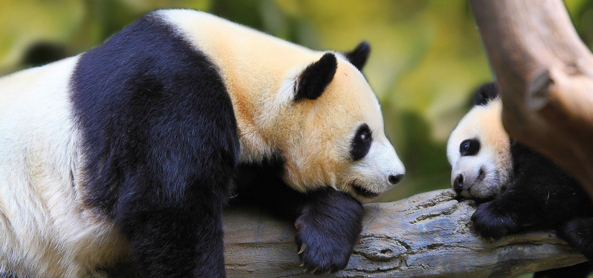 Giant Panda News