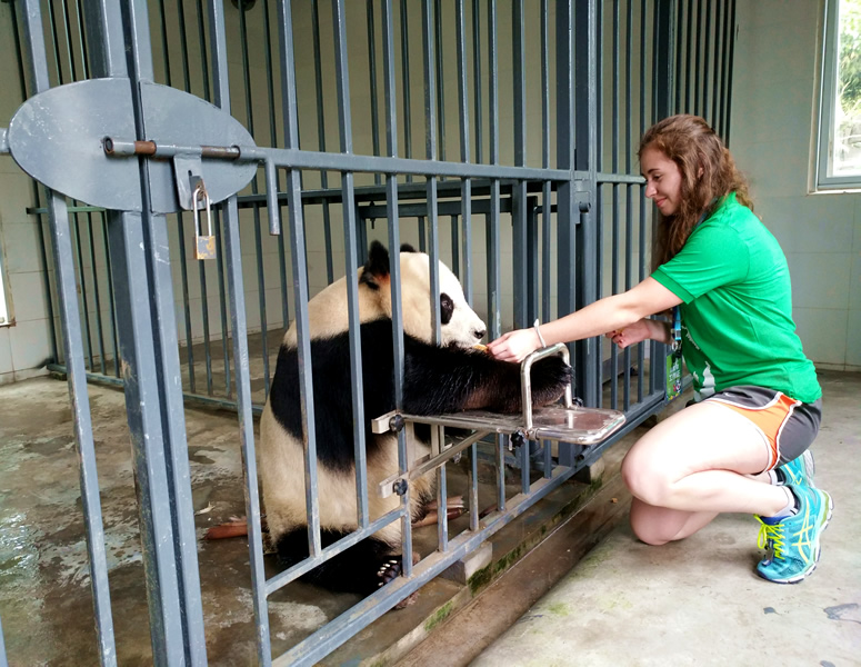 Panda Volunteer