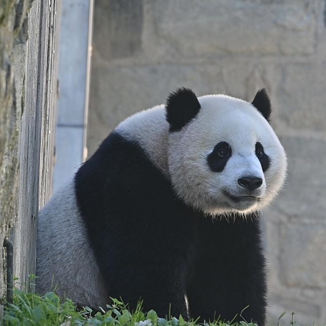 Giant Panda