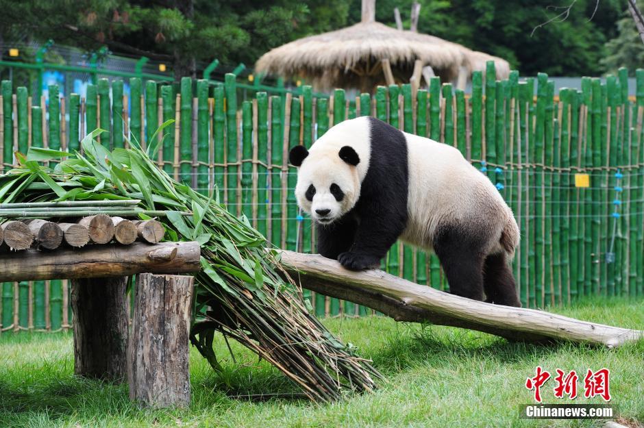 Giant Panda News