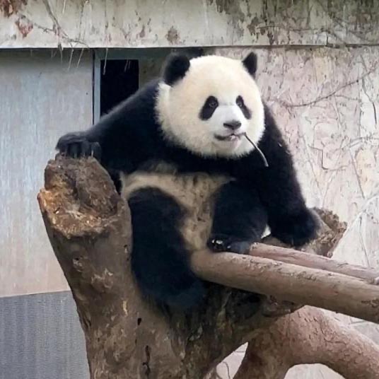 Giant Panda