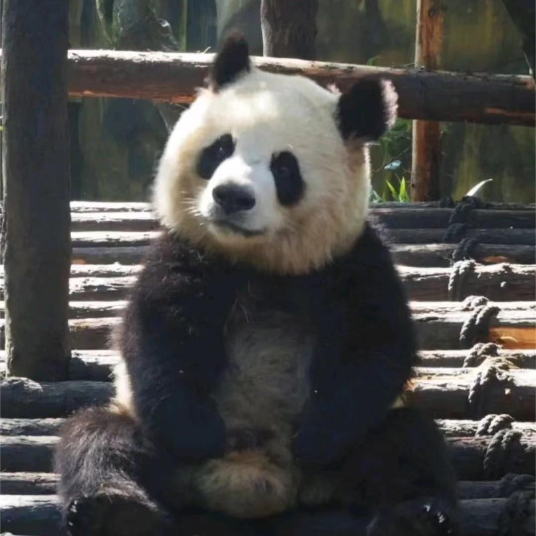 Giant Panda