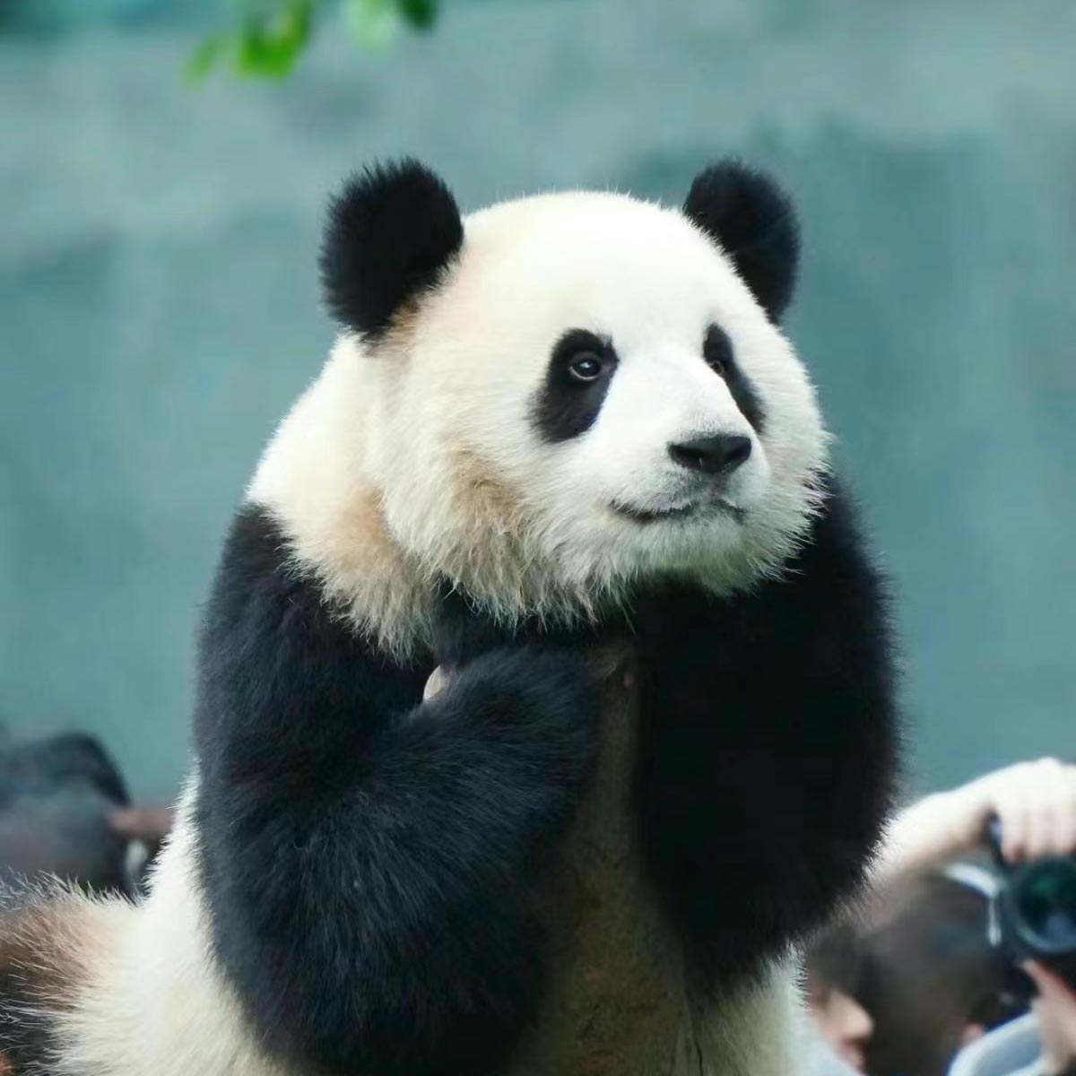 Giant Panda