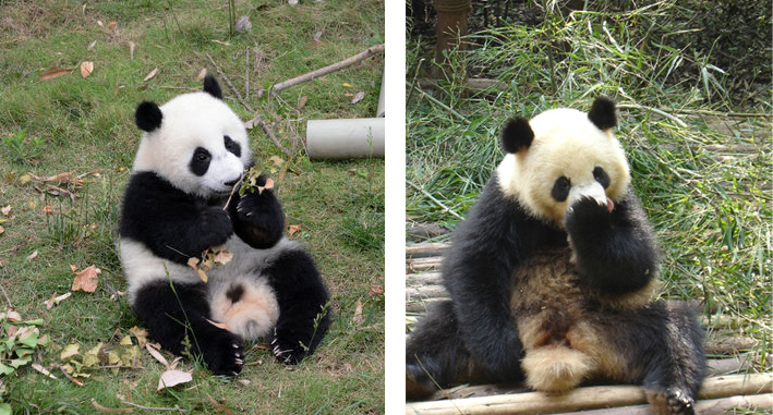 Giant Panda News