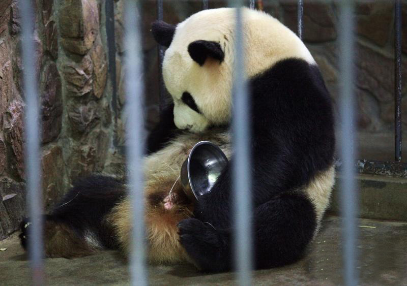 Giant Panda News