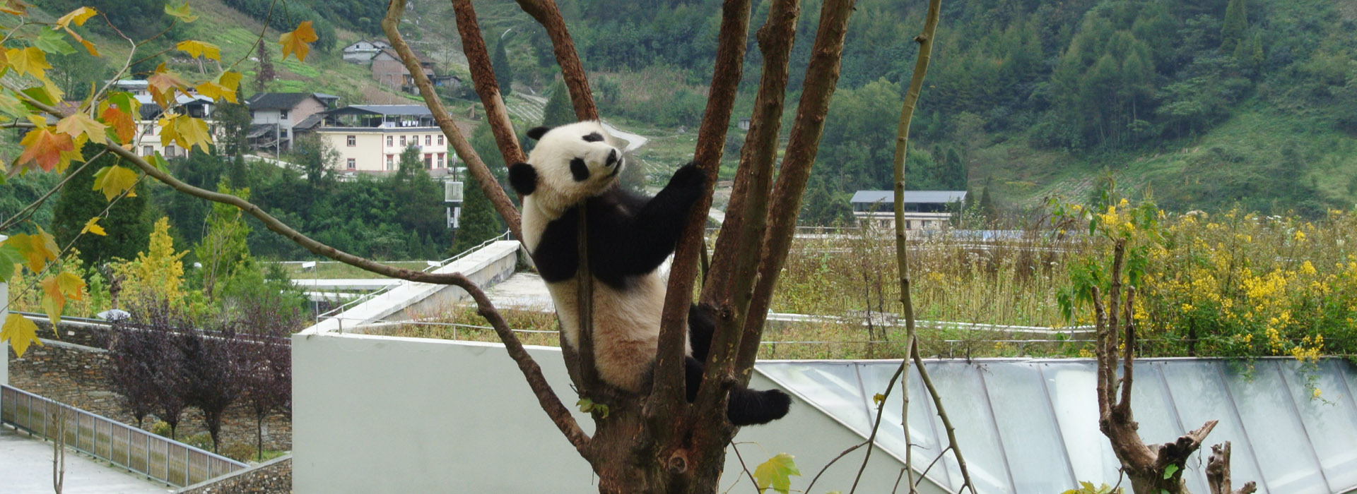 Wolong Panda Volunteering Tour