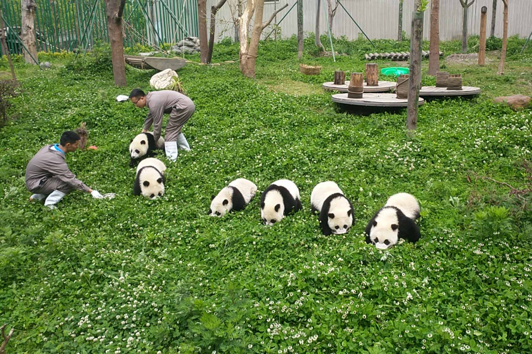 Wolong Panda Base