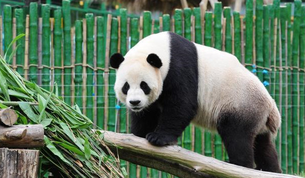 Giant Panda News