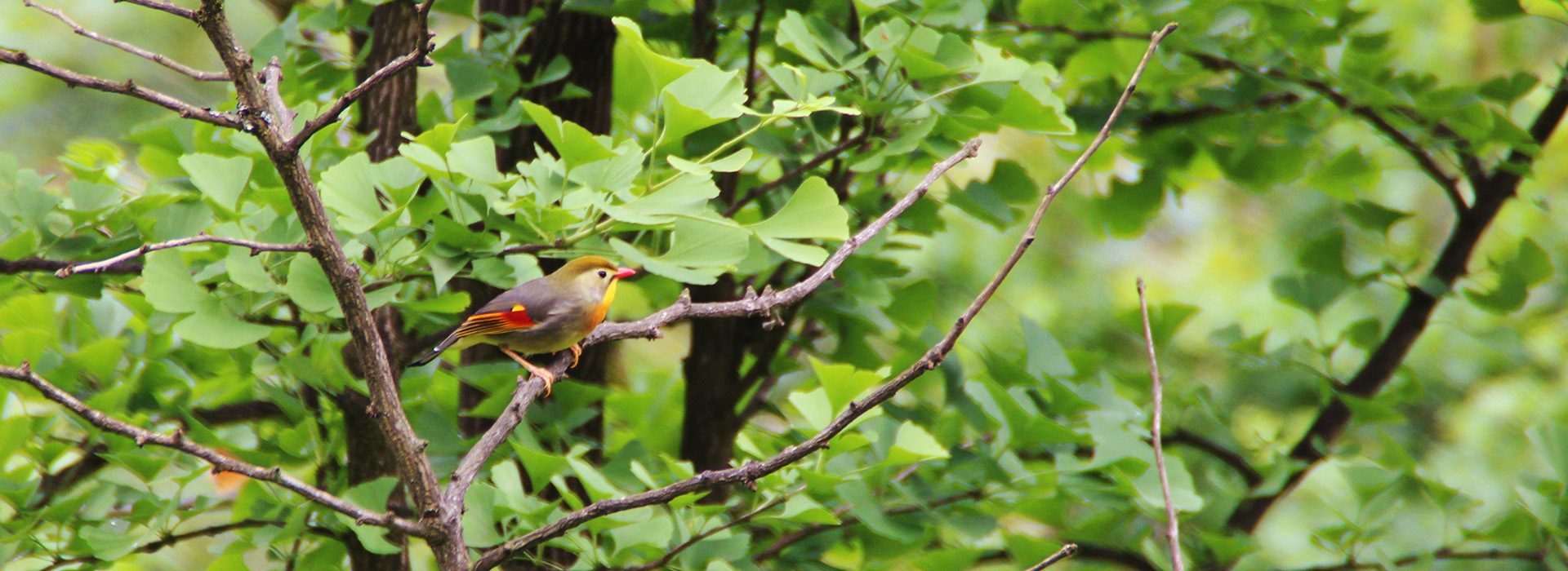 Sichuan Bird Watching