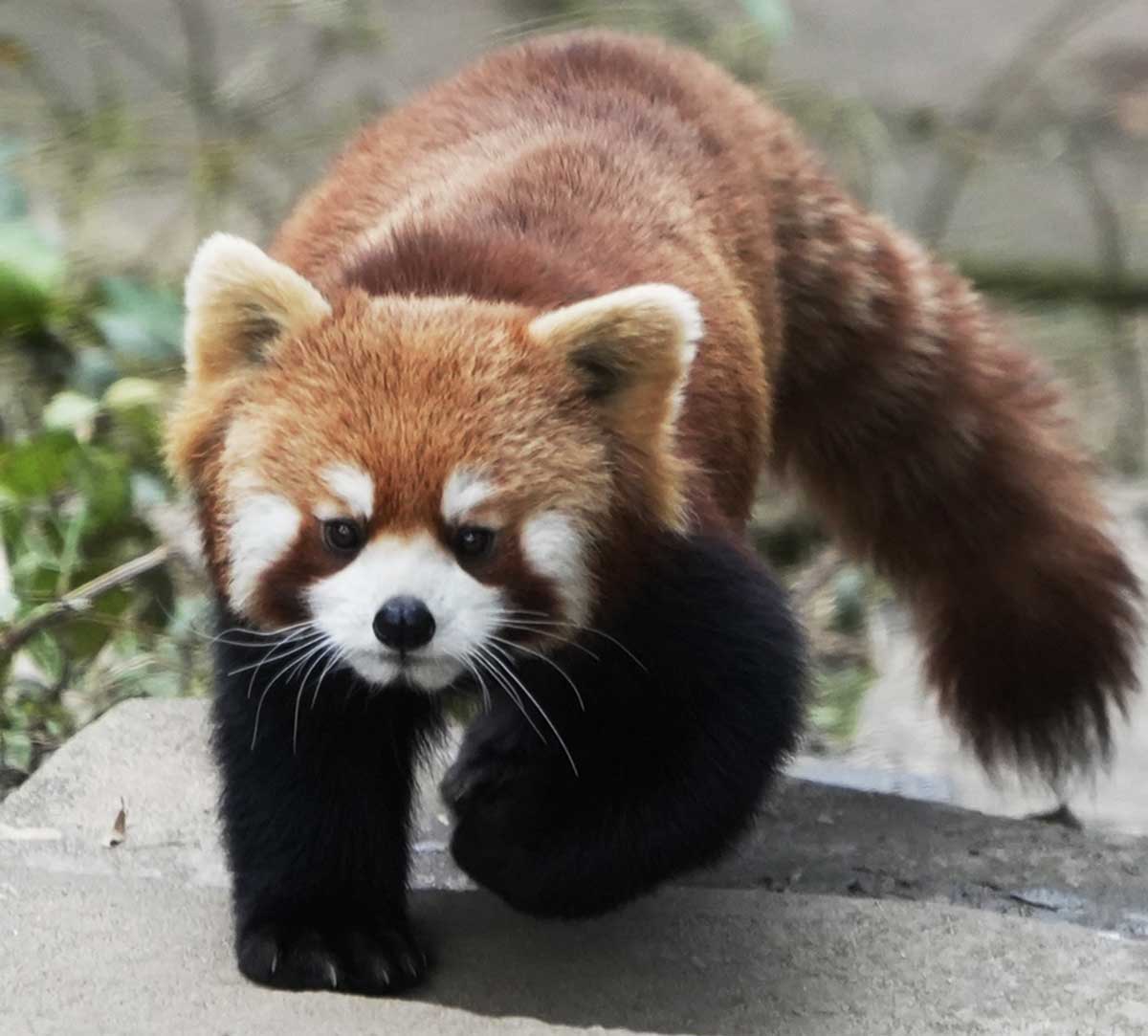 Red Panda