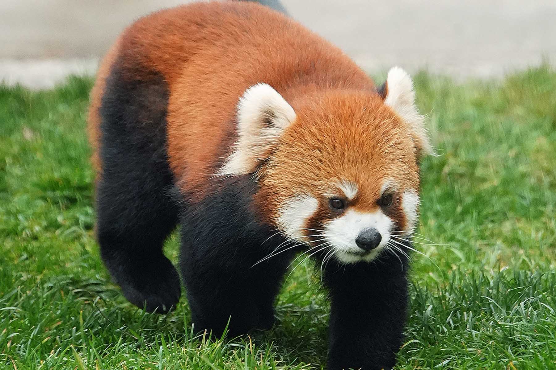 Sichuan Red PandaTour