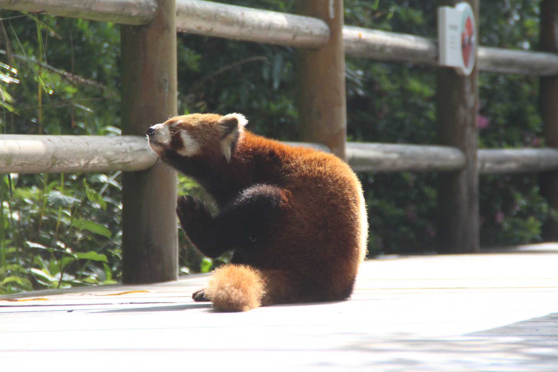 Red Panda