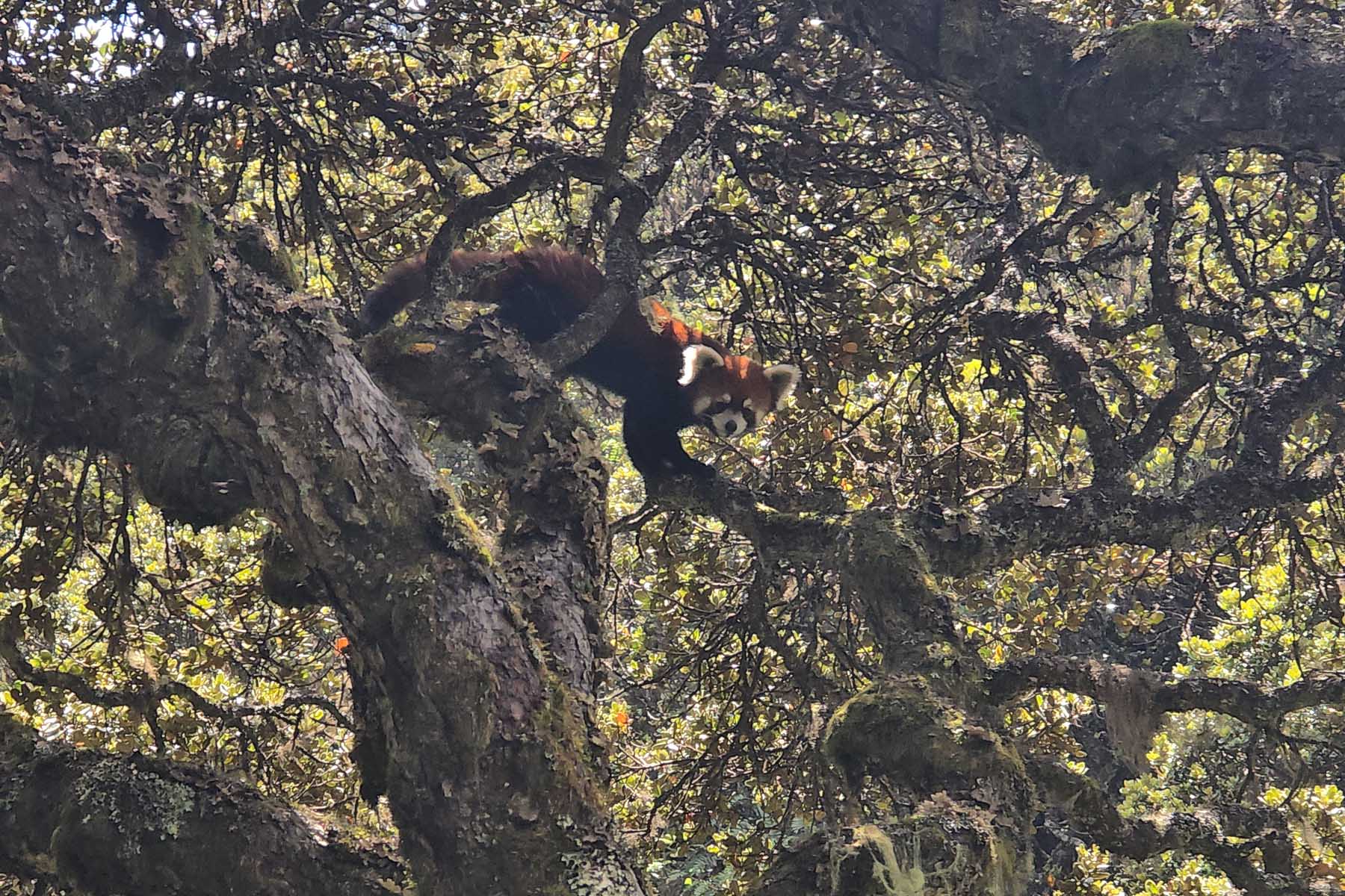 Red Panda