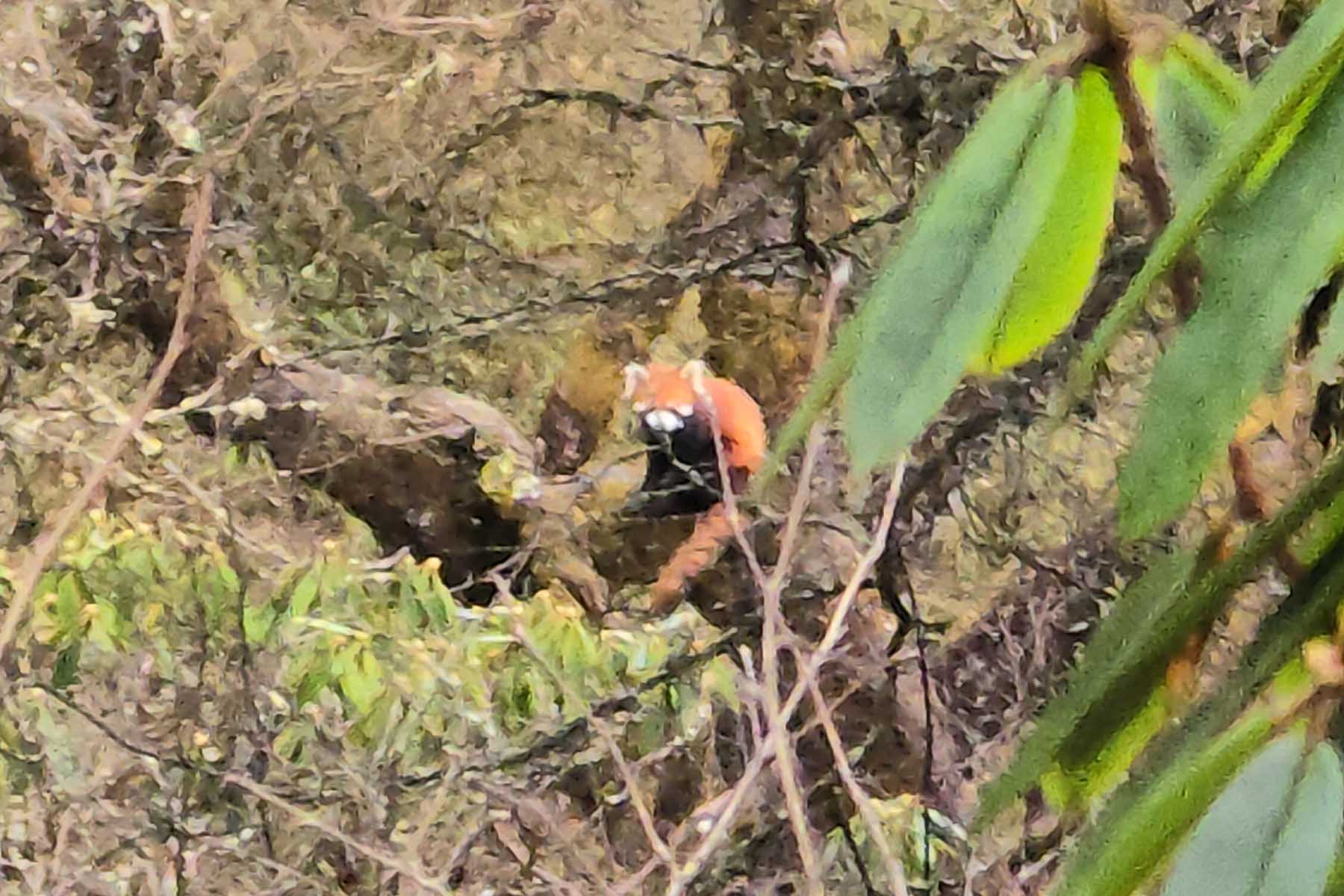 Red Panda