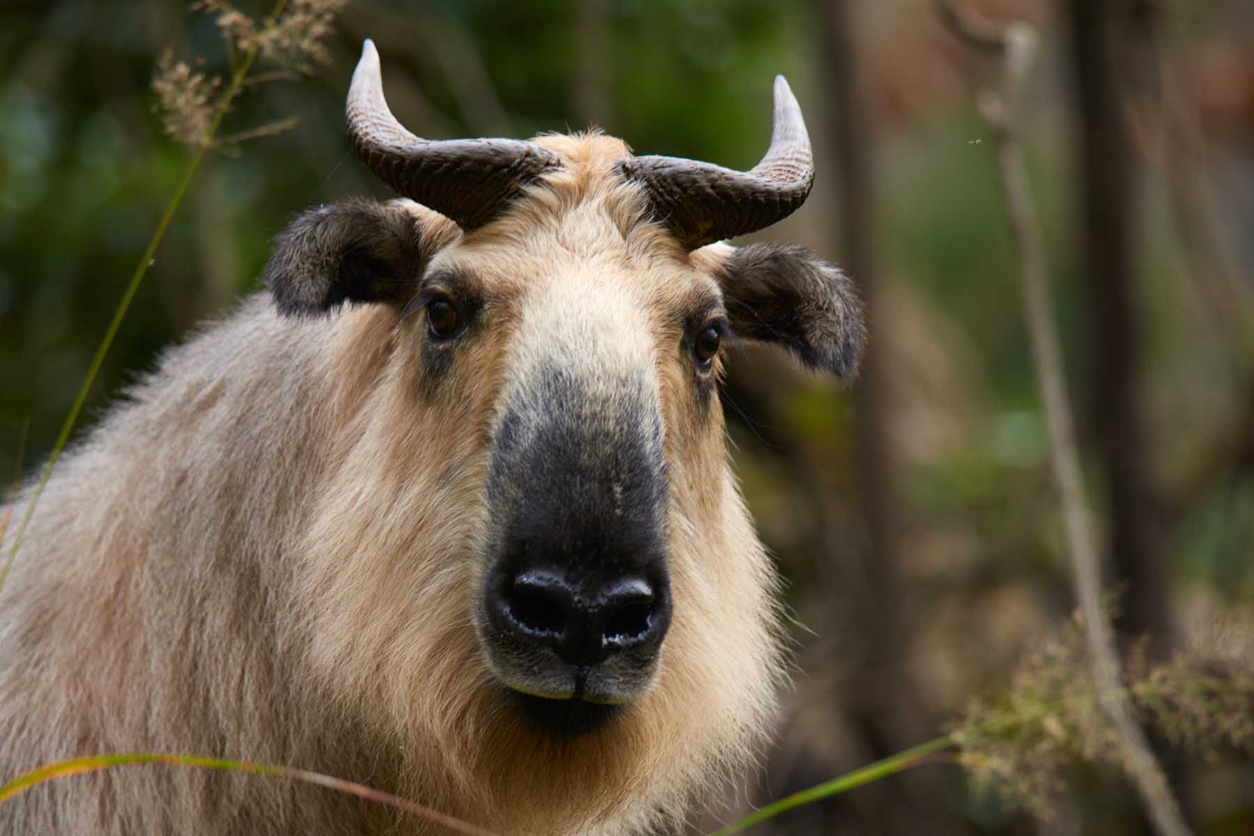 Sichuan Wildlife Tour