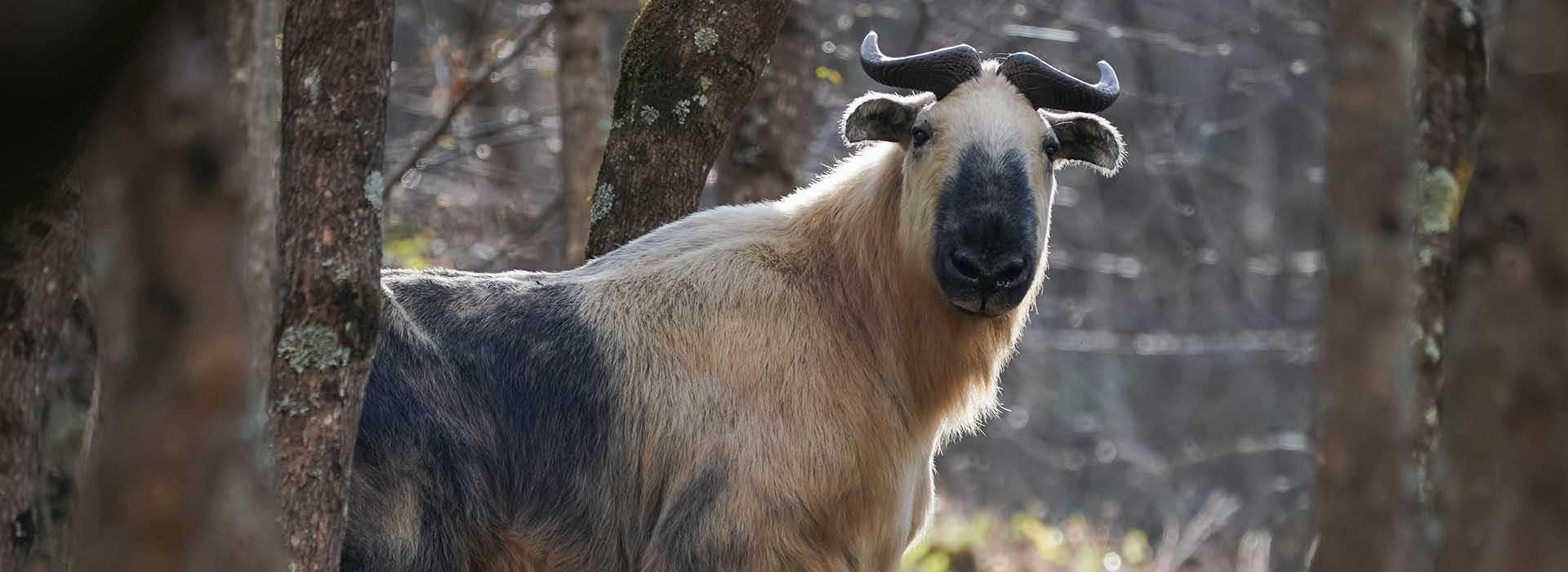 Tangjiahe Nature Reserve